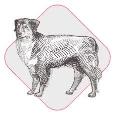 Canine-ico