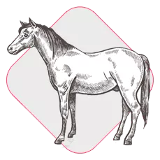 Equine-Ico